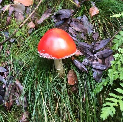 Haus Onel Διαμέρισμα *